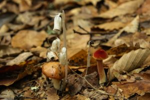 Wild Fungus
